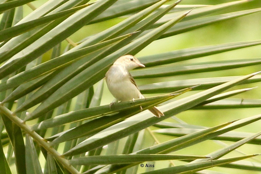 Sykes's Warbler - ML364280831