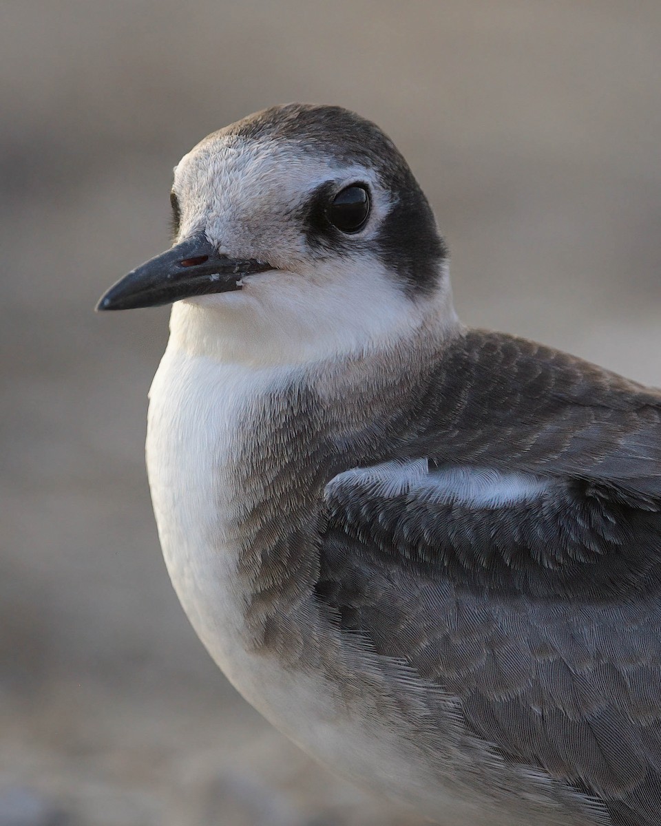 Black Tern - ML364282421