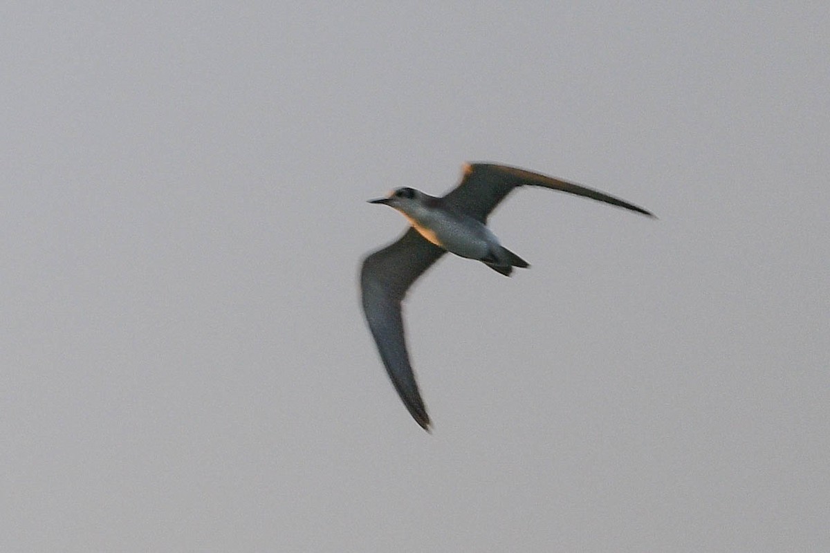 Black Tern - Brian Peck