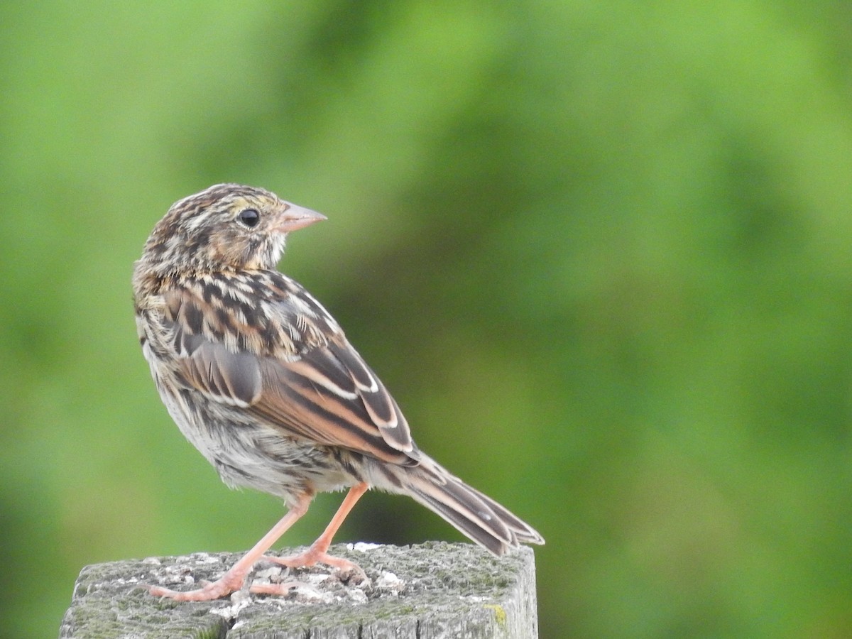 Savannah Sparrow - ML364285041