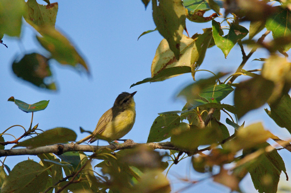 Philadelphia Vireo - ML364286311