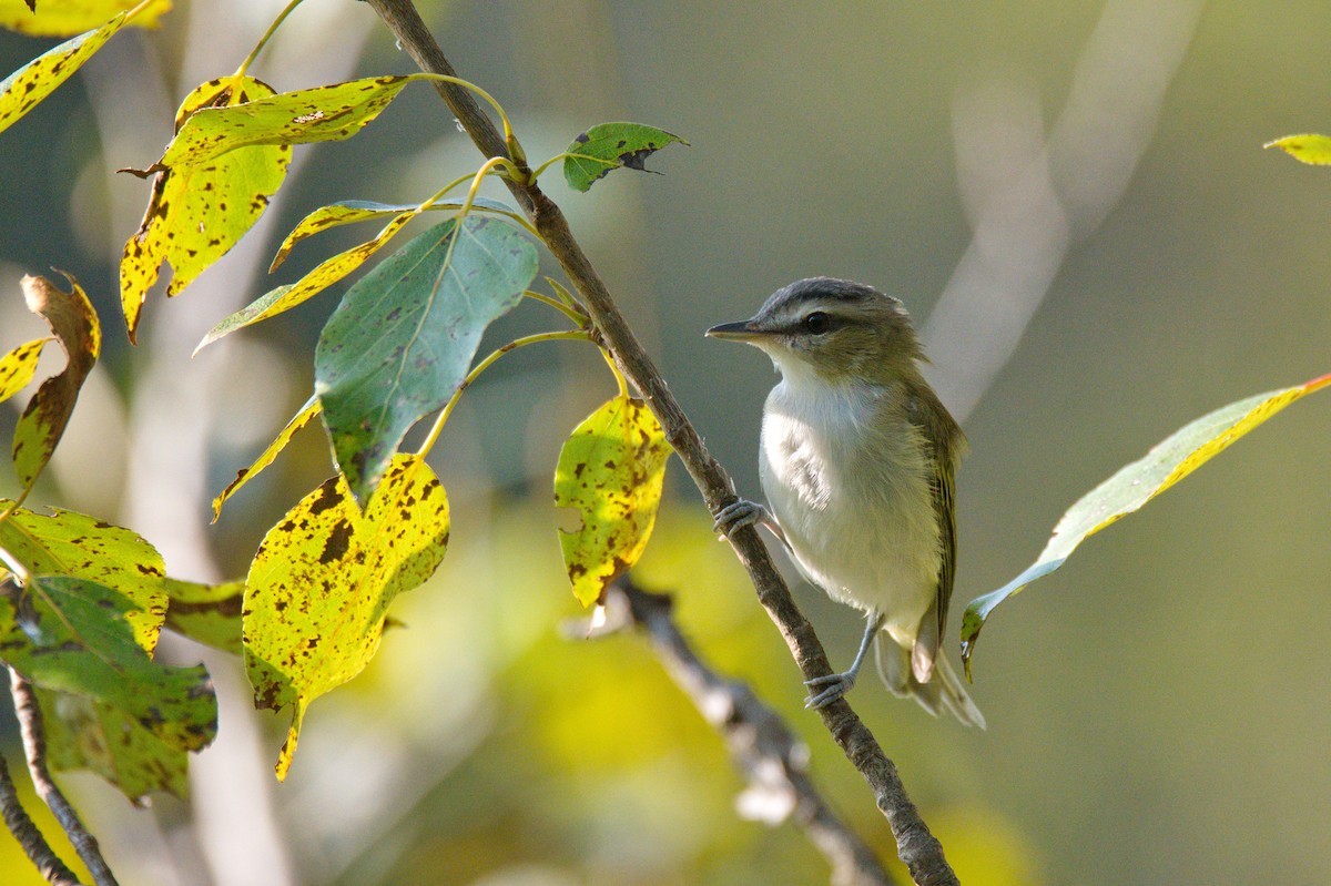 Red-eyed Vireo - Leslie Correia