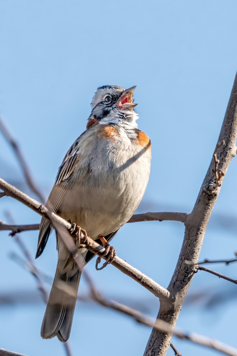 Rufous-collared Sparrow - ML364288261