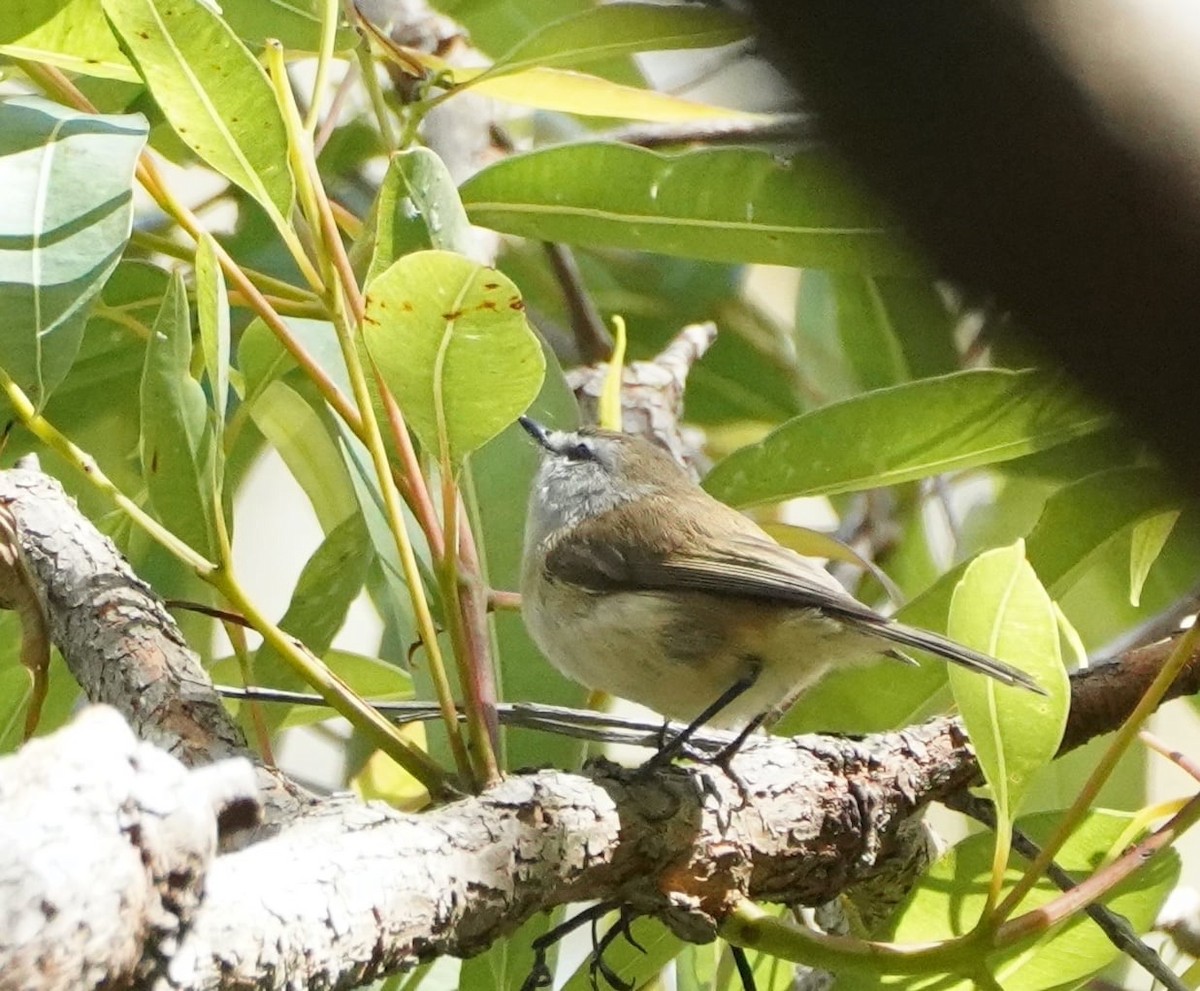 Brown Gerygone - ML364288841