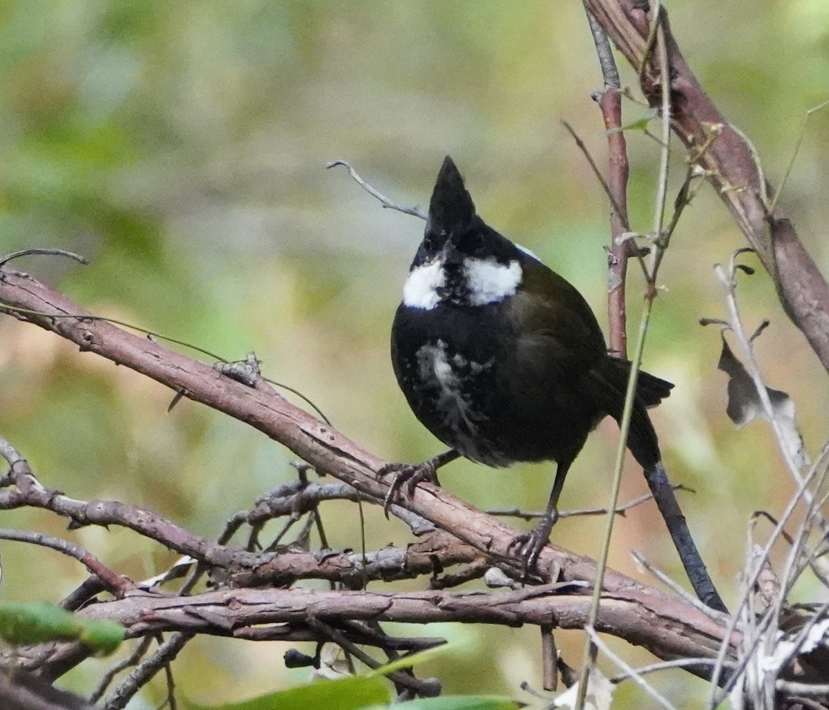 Eastern Whipbird - Ian Kerr