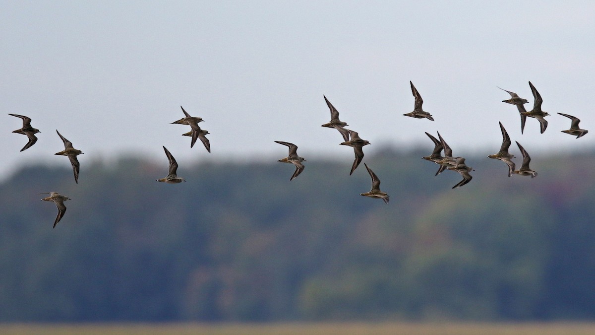 American Golden-Plover - ML36428911