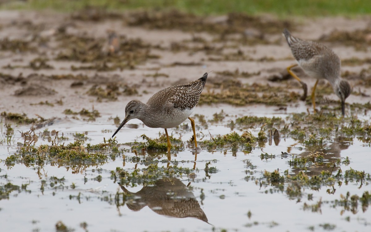Lesser Yellowlegs - Chris Thomas