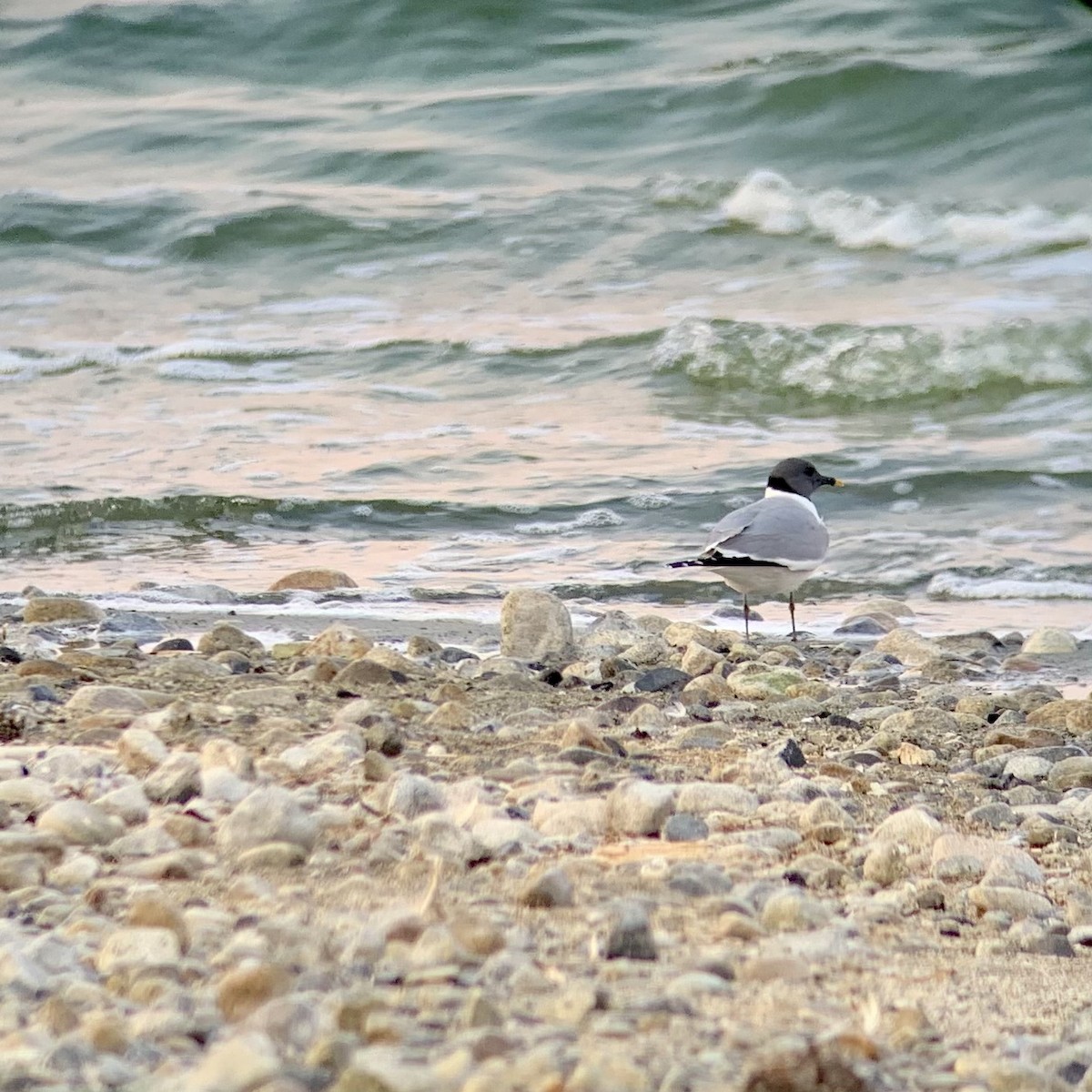 Sabine's Gull - ML364290541