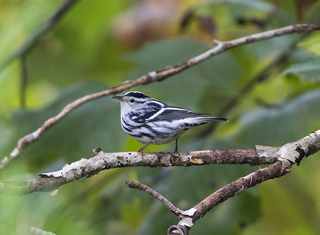 Black-and-white Warbler - ML36429131