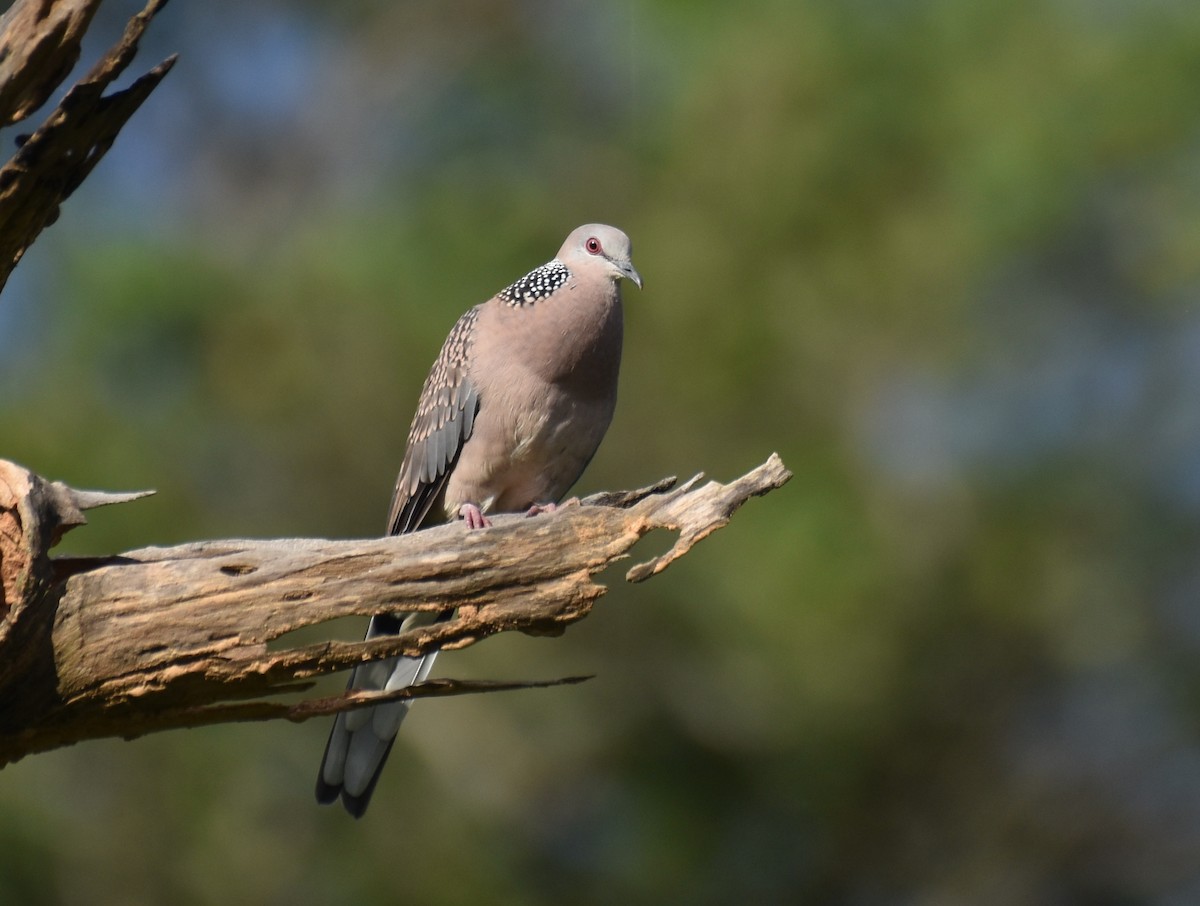 Spotted Dove - ML364294381