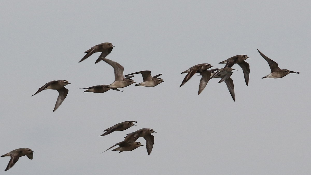 American Golden-Plover - ML36429521