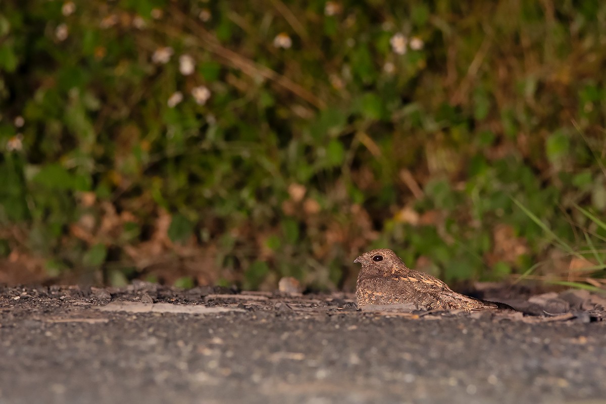 Savanna Nightjar - ML364296501