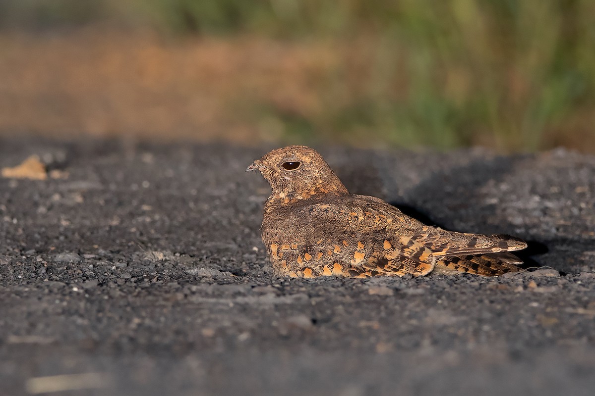 Savanna Nightjar - Ayuwat Jearwattanakanok