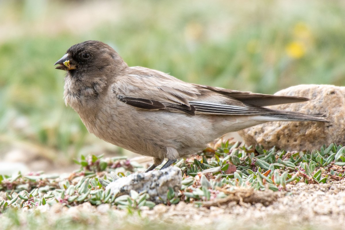 Black-headed Mountain Finch - ML364296831