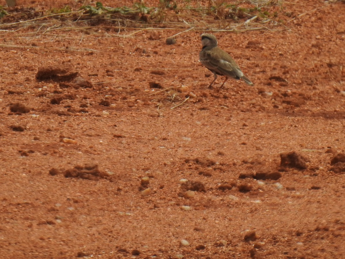 Ashy-crowned Sparrow-Lark - ML364297341