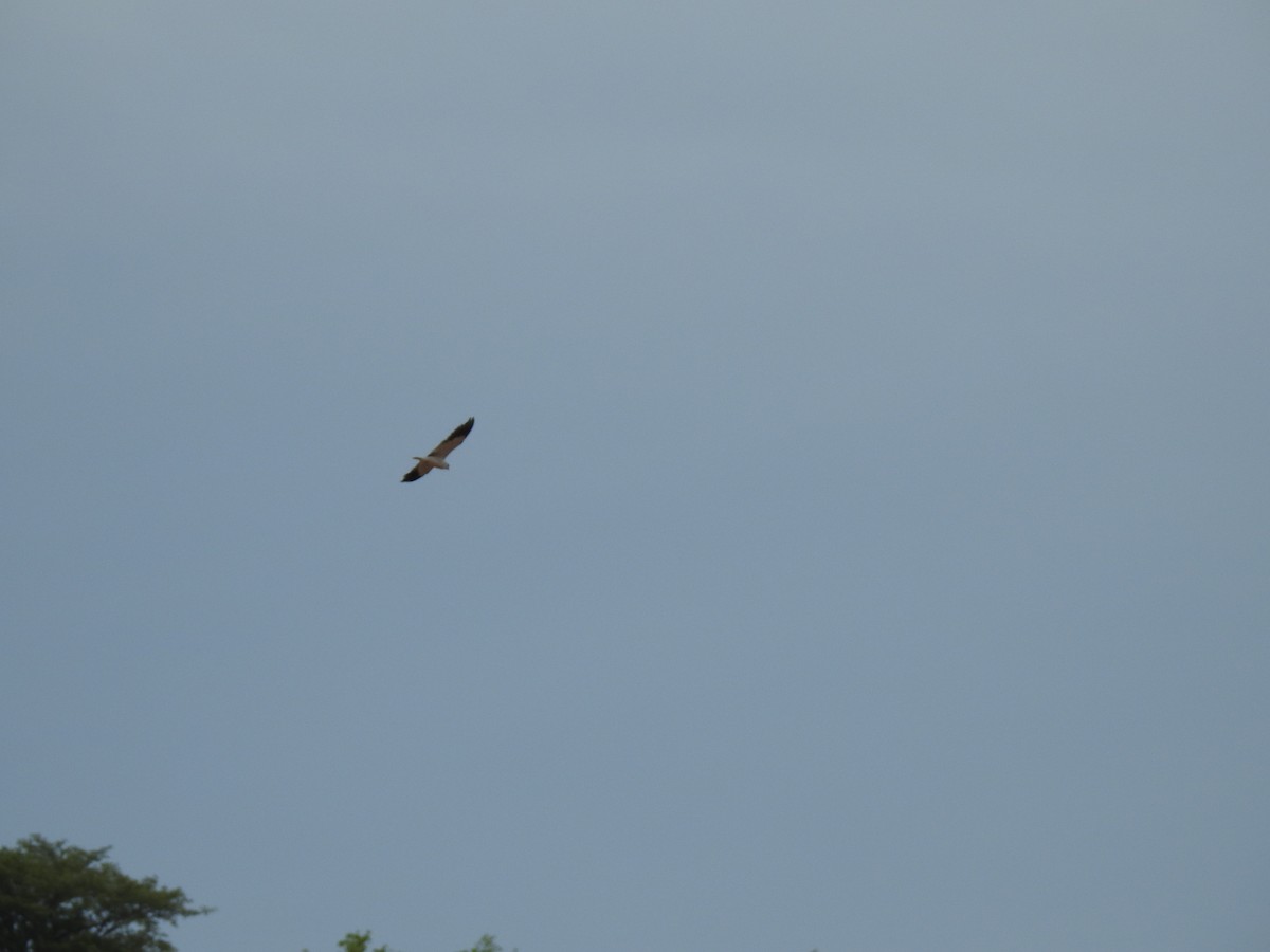 Black-winged Kite - ML364297361