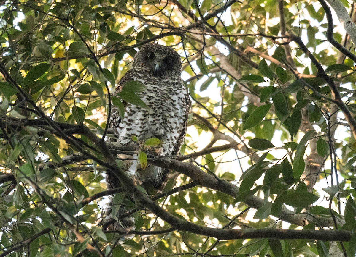 Powerful Owl - ML364297991
