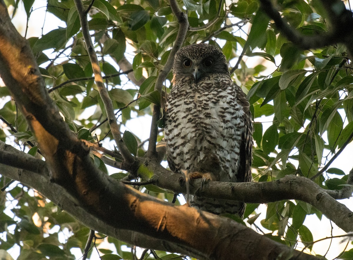 Powerful Owl - ML364298001