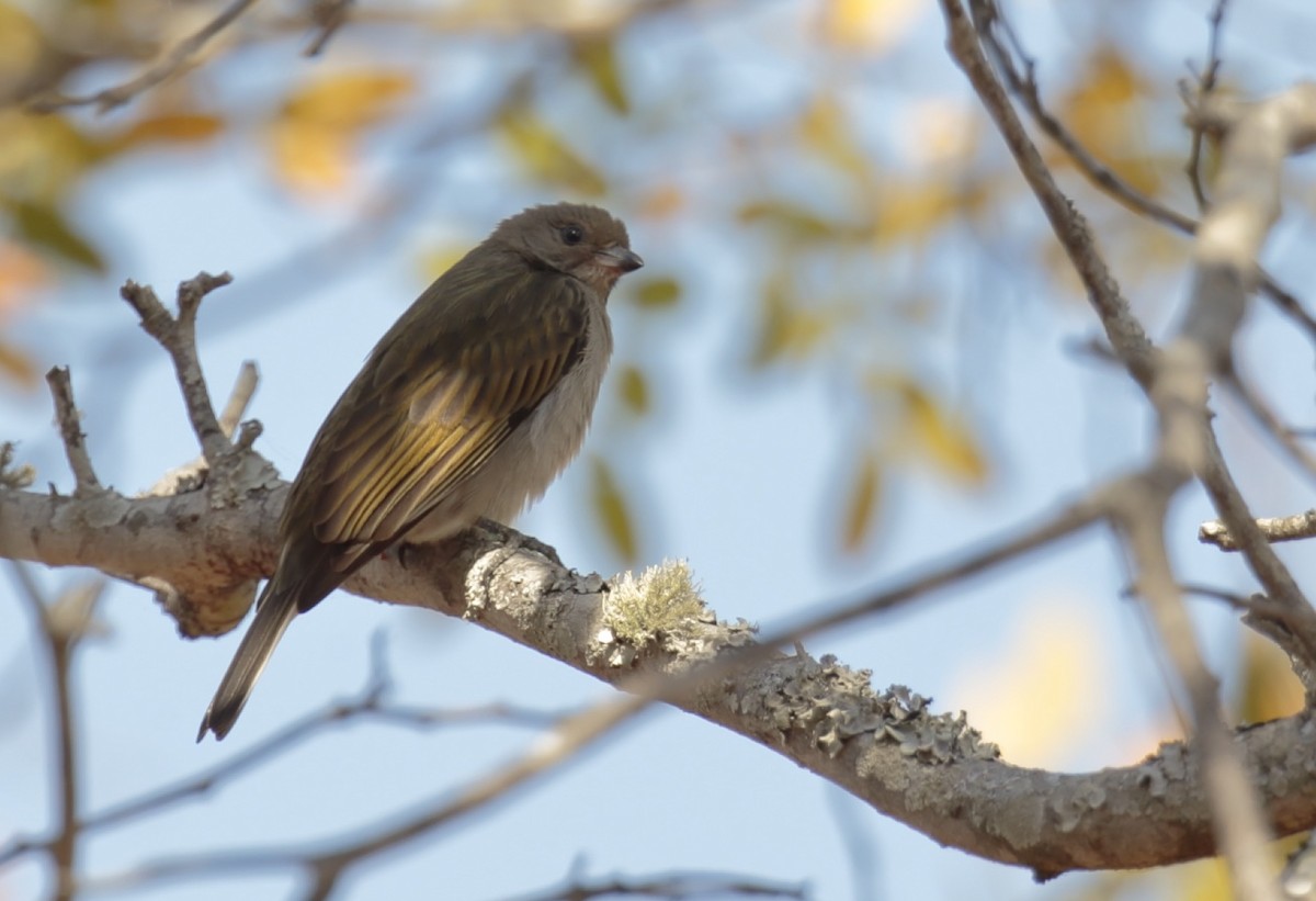 Lesser Honeyguide (Lesser) - ML364302551