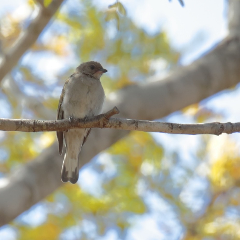 Lesser Honeyguide (Lesser) - ML364302581