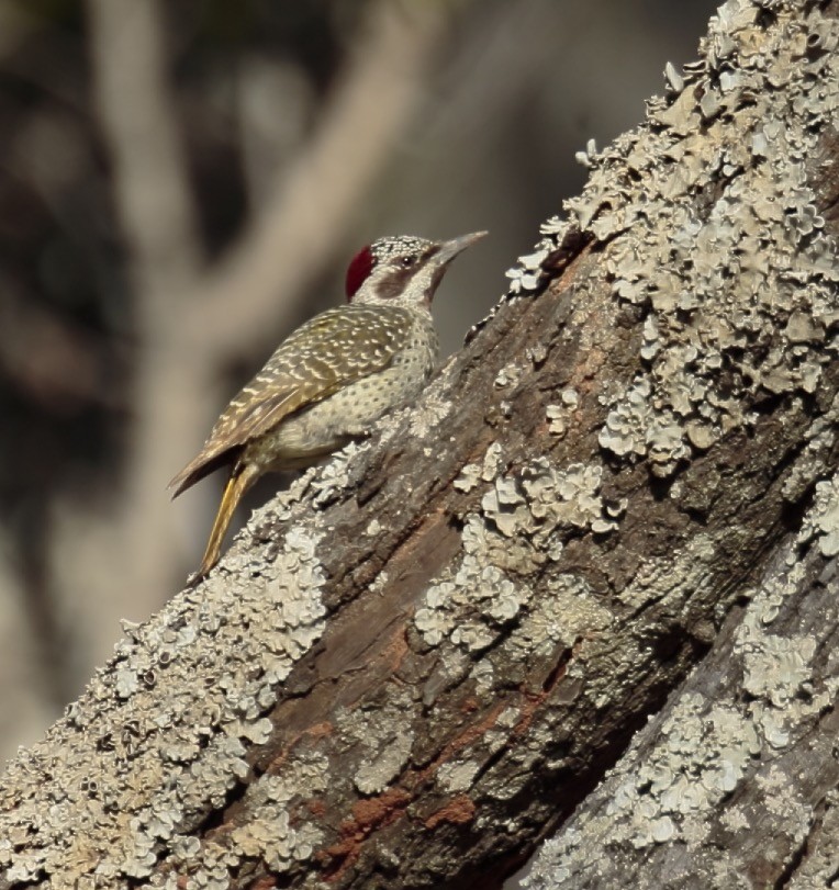 Bennett's Woodpecker - ML364302631