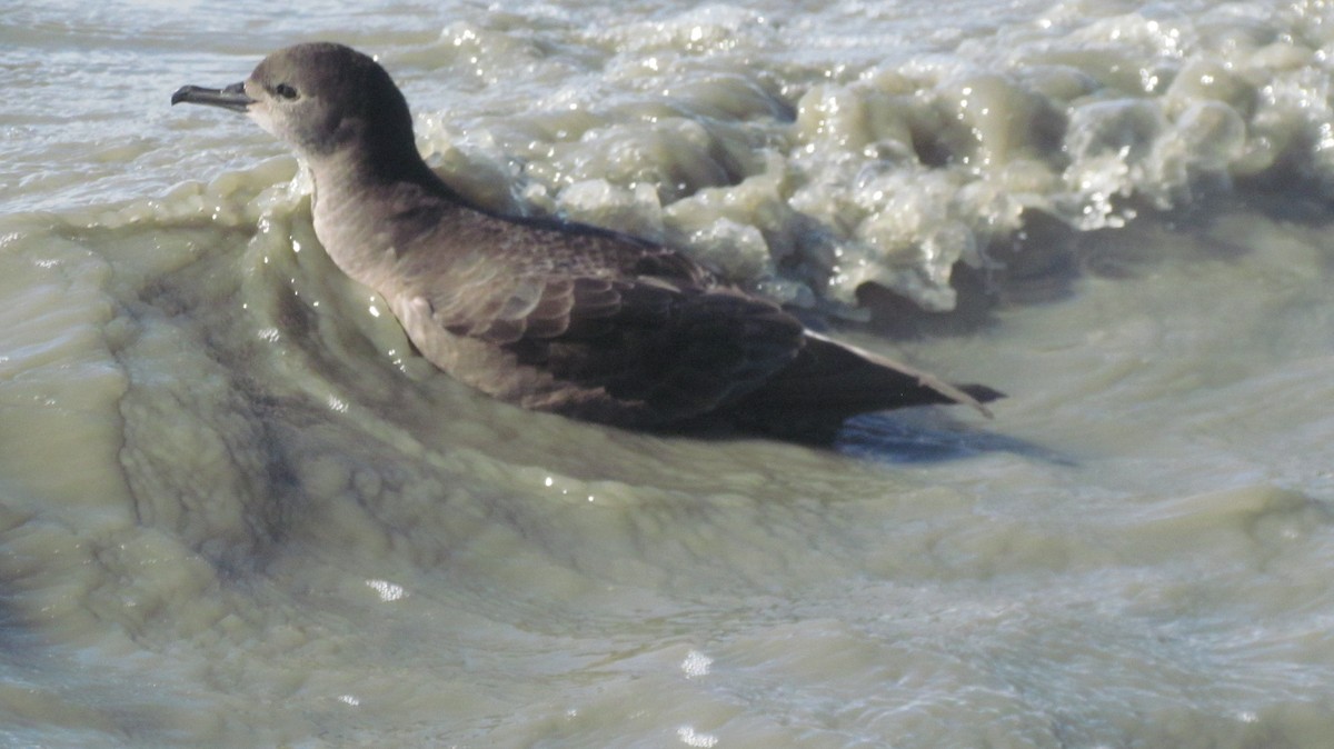 Short-tailed Shearwater - Laura Burke