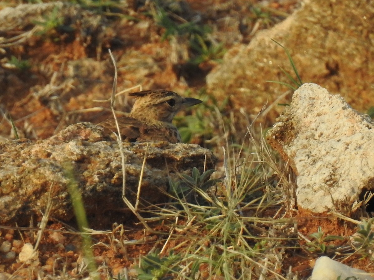 Malabar Lark - KARTHIKEYAN R