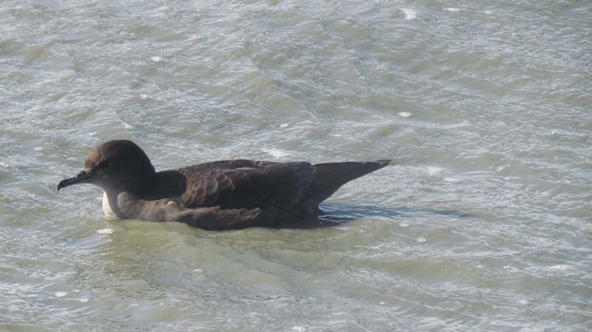 Short-tailed Shearwater - ML364302951