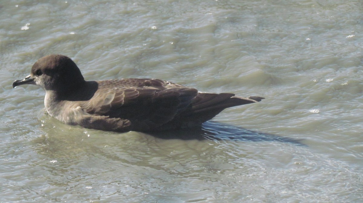 Short-tailed Shearwater - ML364302961