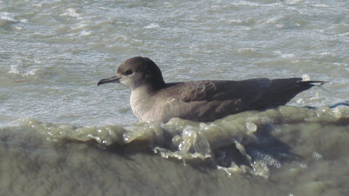 Short-tailed Shearwater - Laura Burke