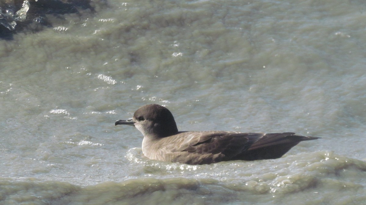 Short-tailed Shearwater - Laura Burke