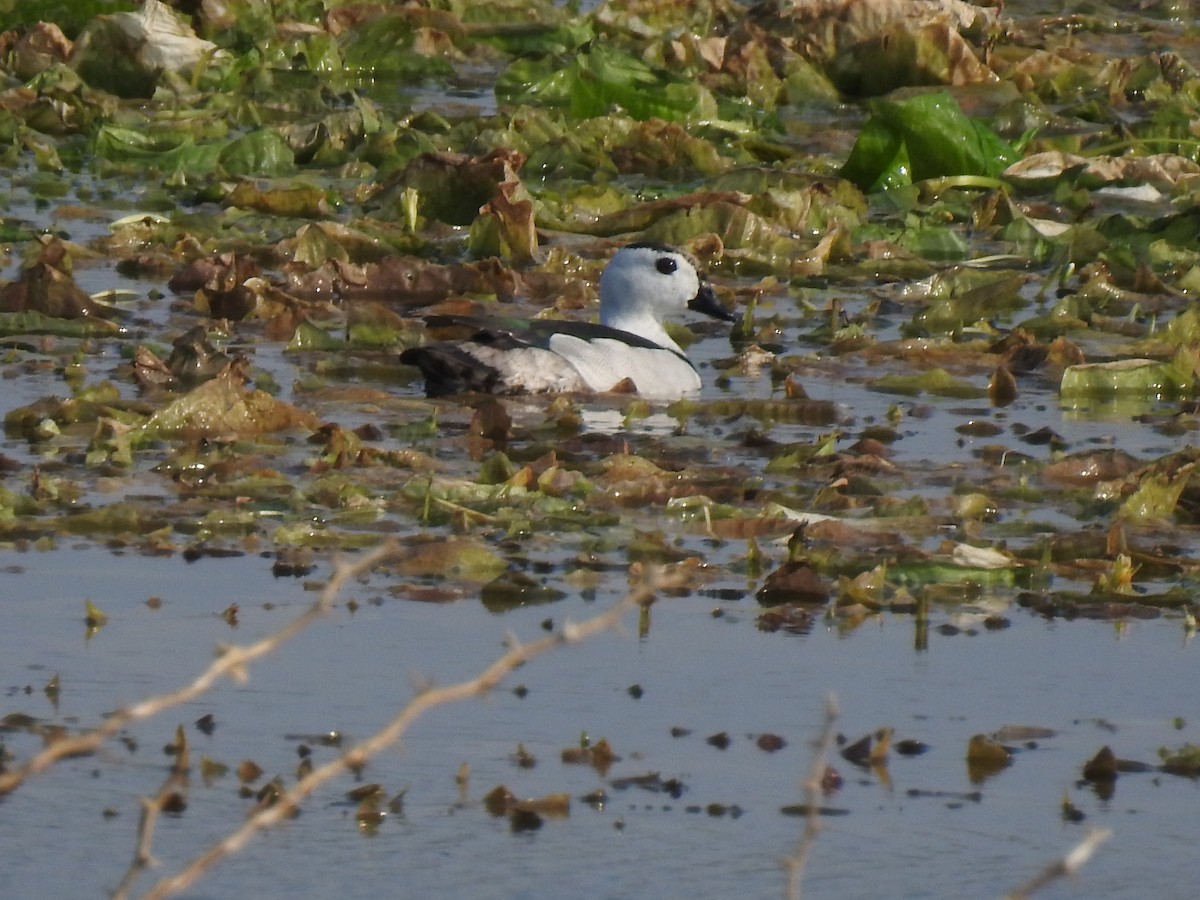 Cotton Pygmy-Goose - ML364303571