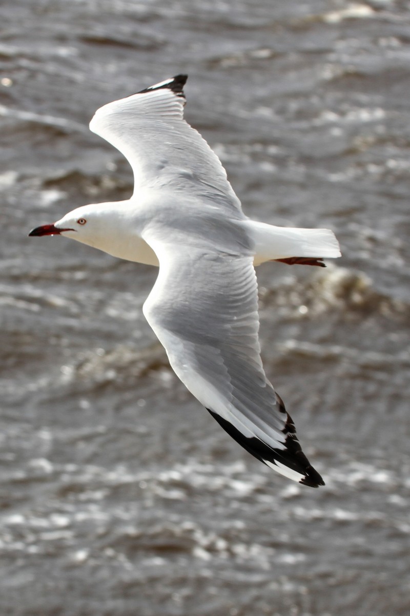 Gaviota Plateada - ML364304051