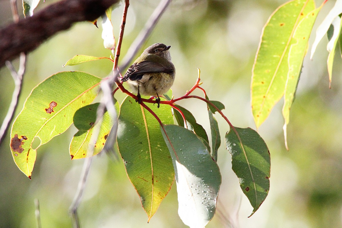 Spotted Scrubwren - ML364304531