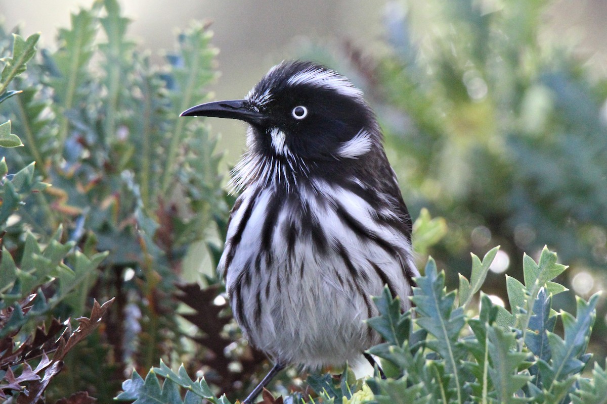 New Holland Honeyeater - ML364304561