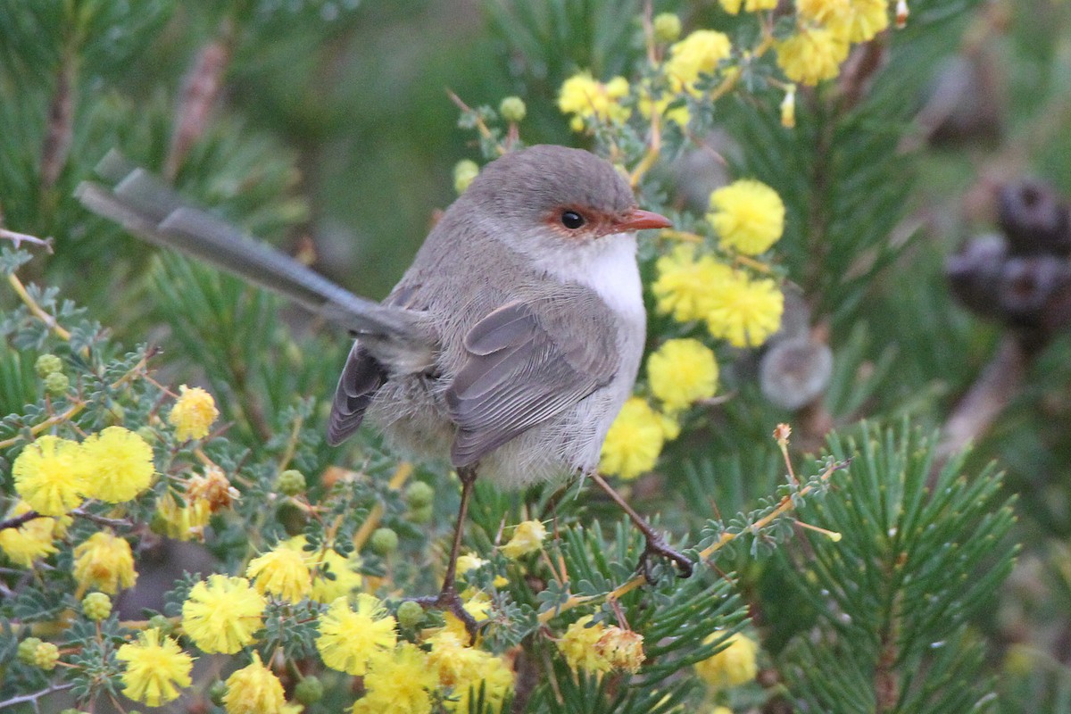 Splendid Fairywren - Gypsy Stockley