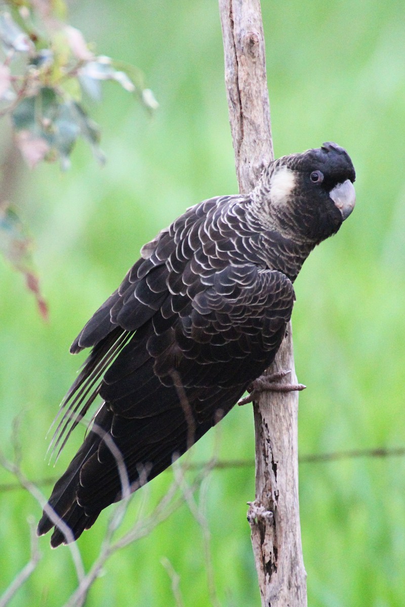 Cacatúa Fúnebre Piquicorta - ML364304601