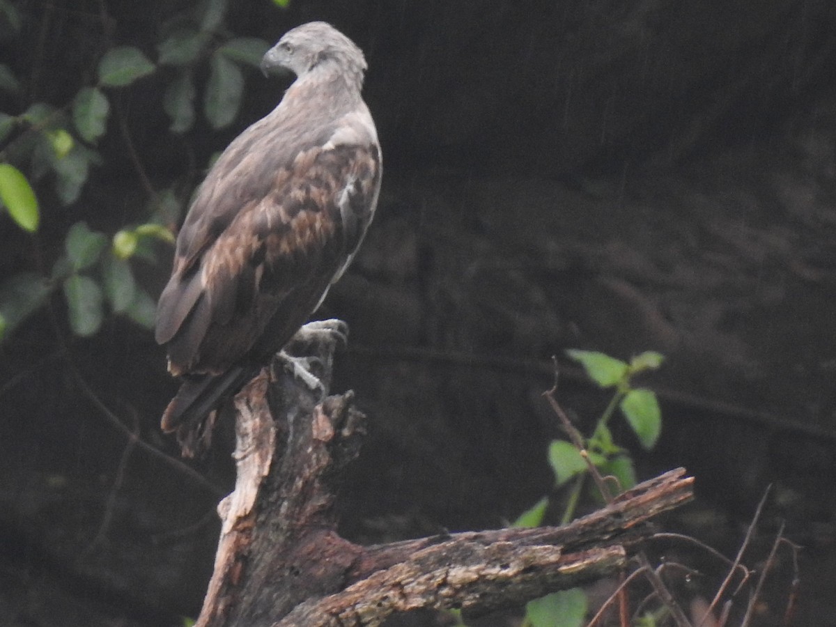 Lesser Fish-Eagle - KARTHIKEYAN R