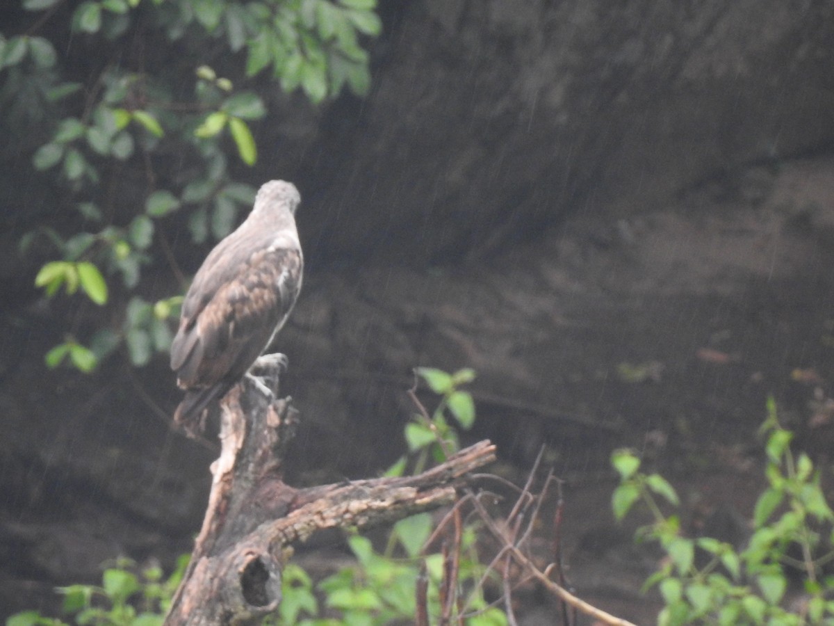 Lesser Fish-Eagle - KARTHIKEYAN R