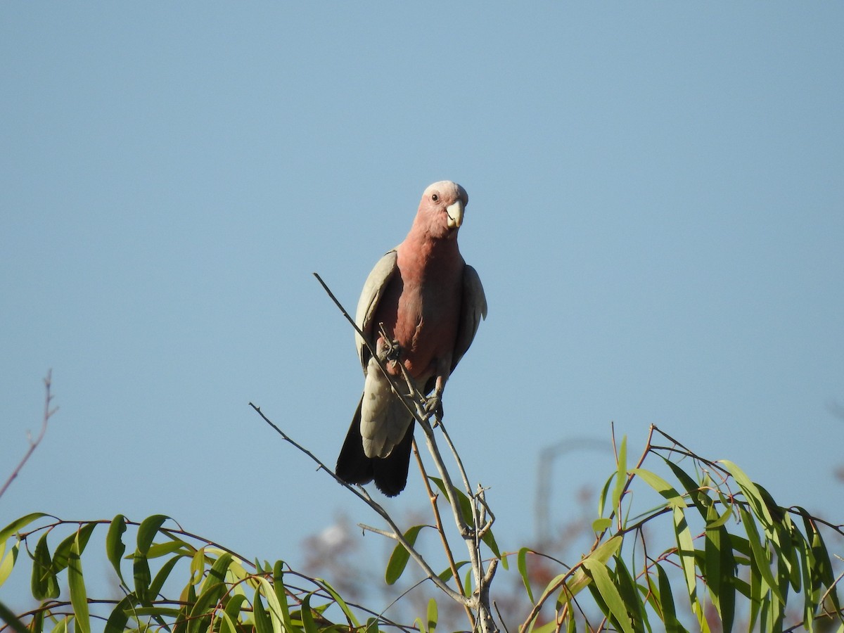 Galah - ML364306771