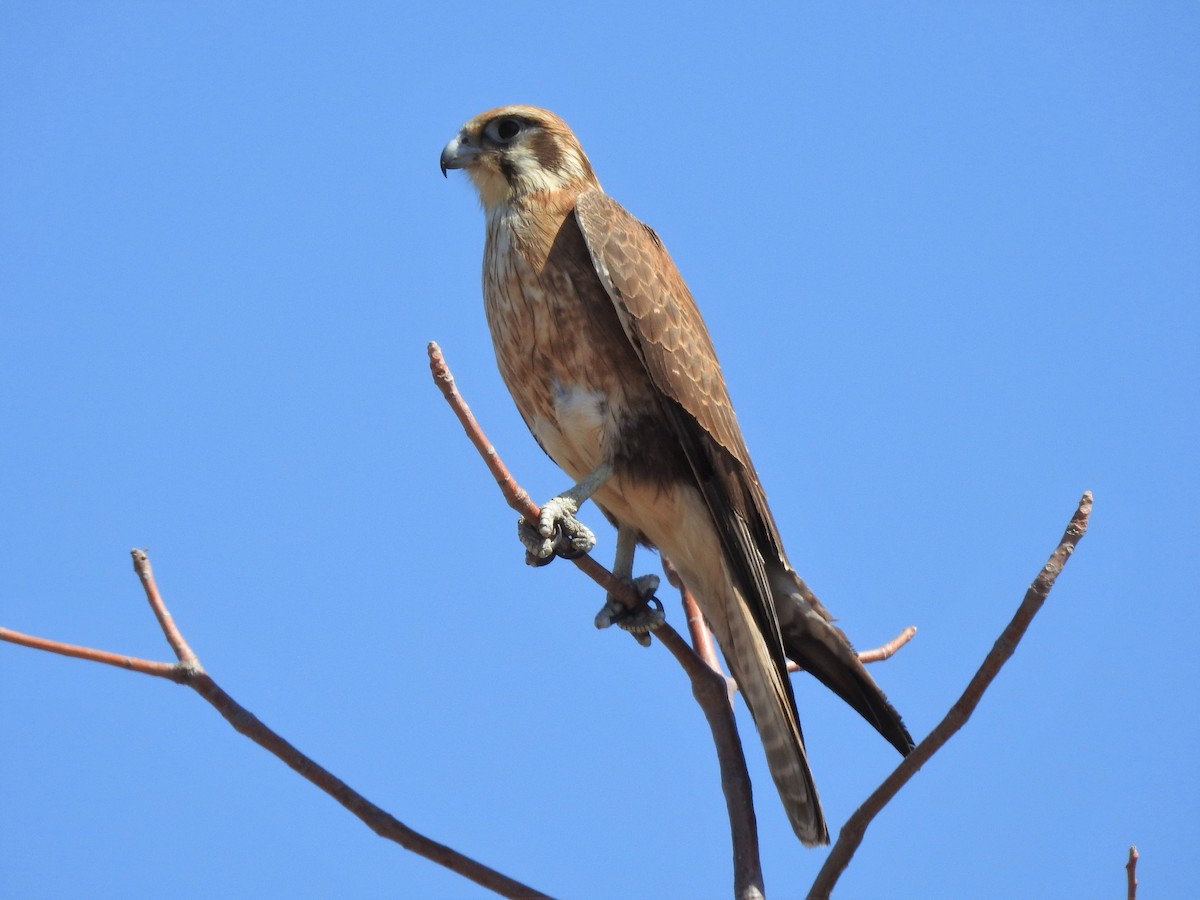 Brown Falcon - Brett Logan