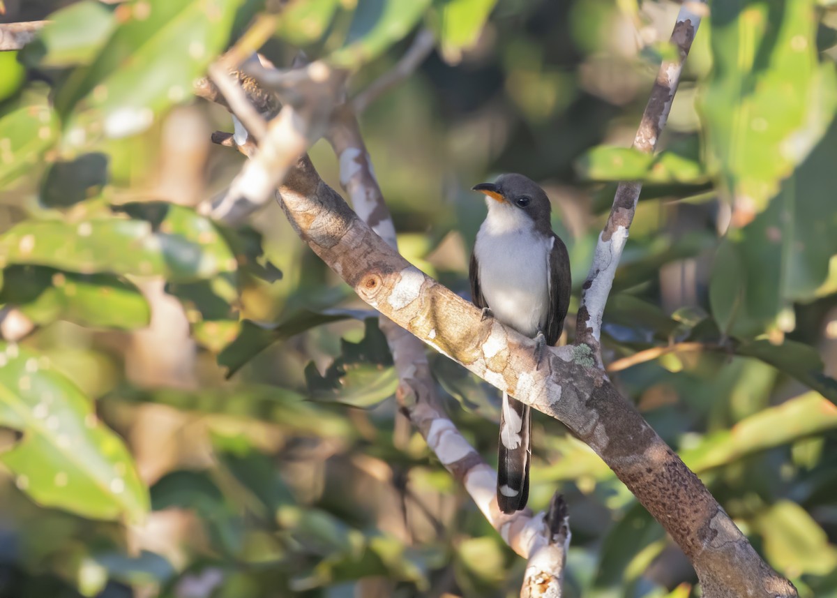 Pearly-breasted Cuckoo - ML364309971