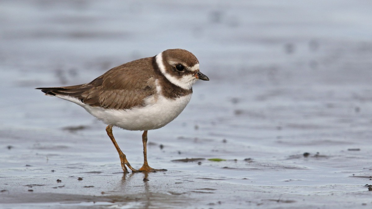 Semipalmated Plover - Daniel Jauvin
