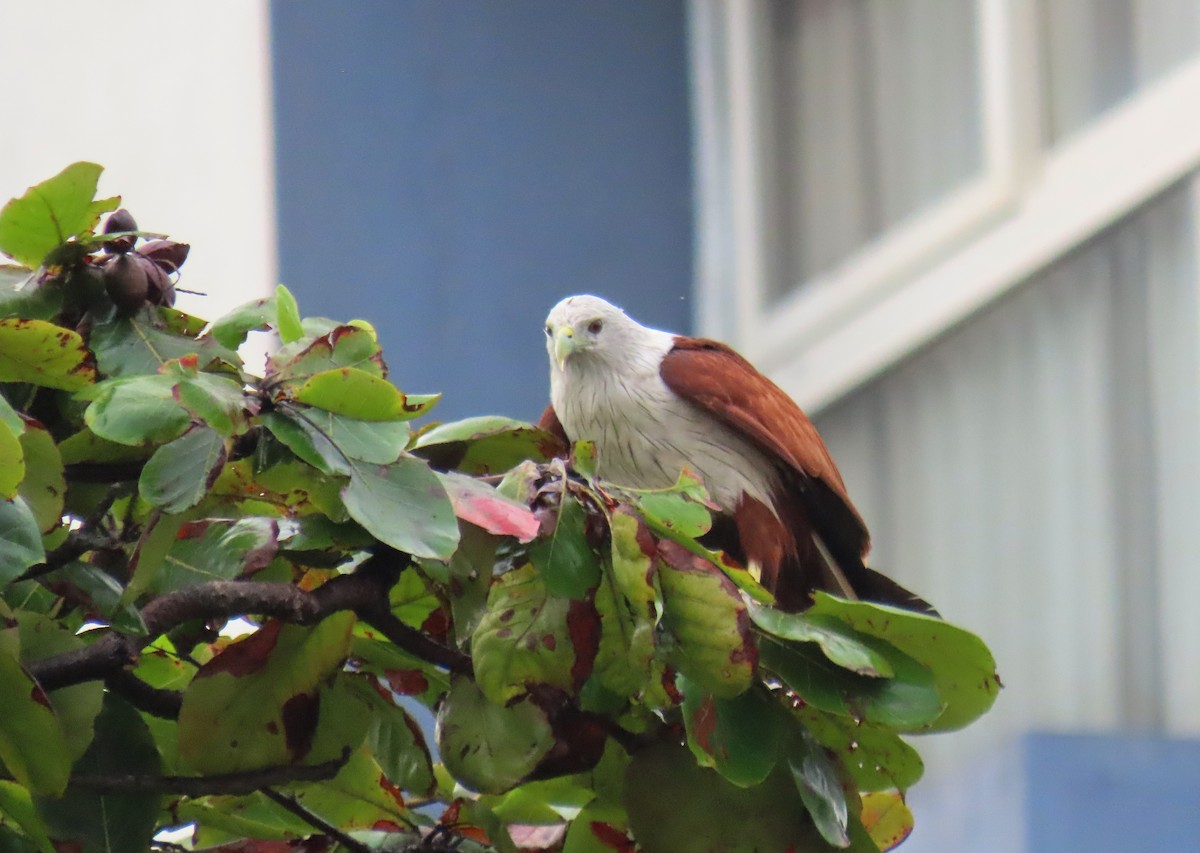 Brahminy Kite - ML364310351