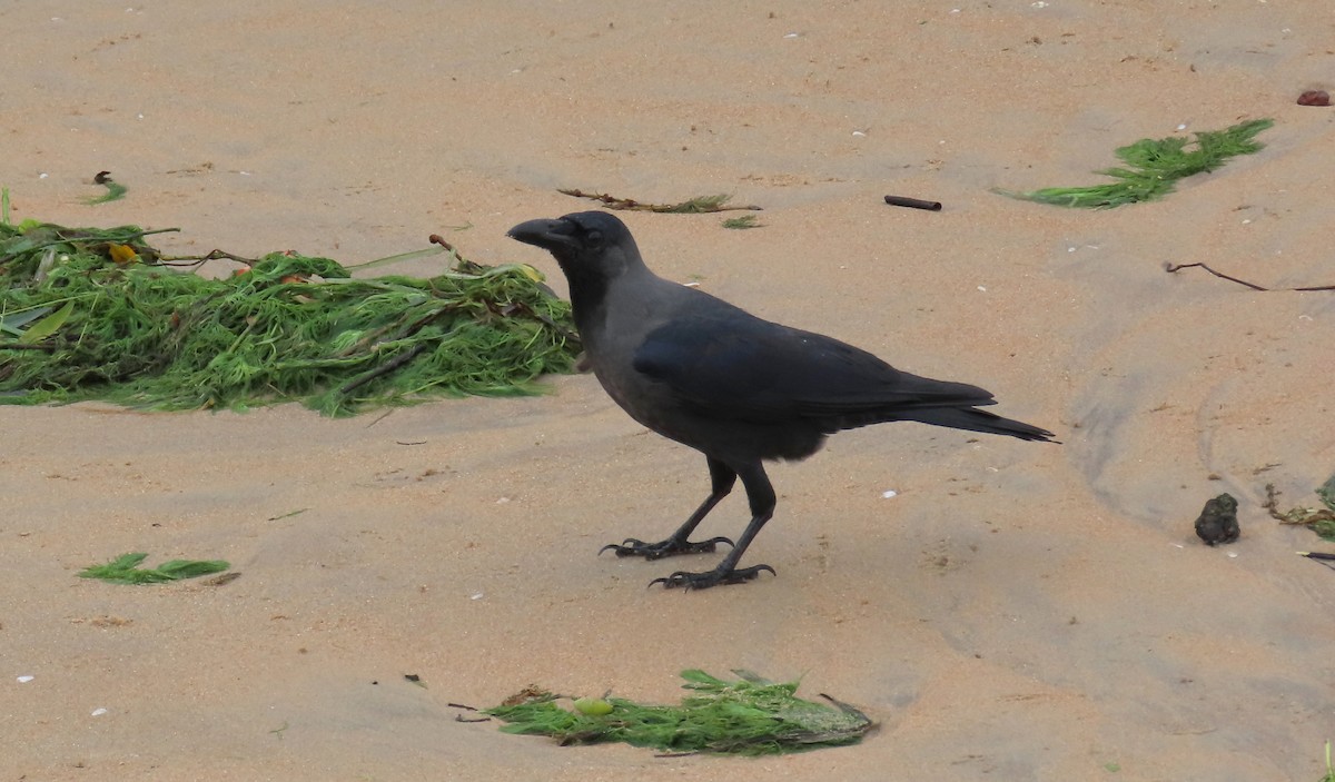 Large-billed Crow - ML364310361