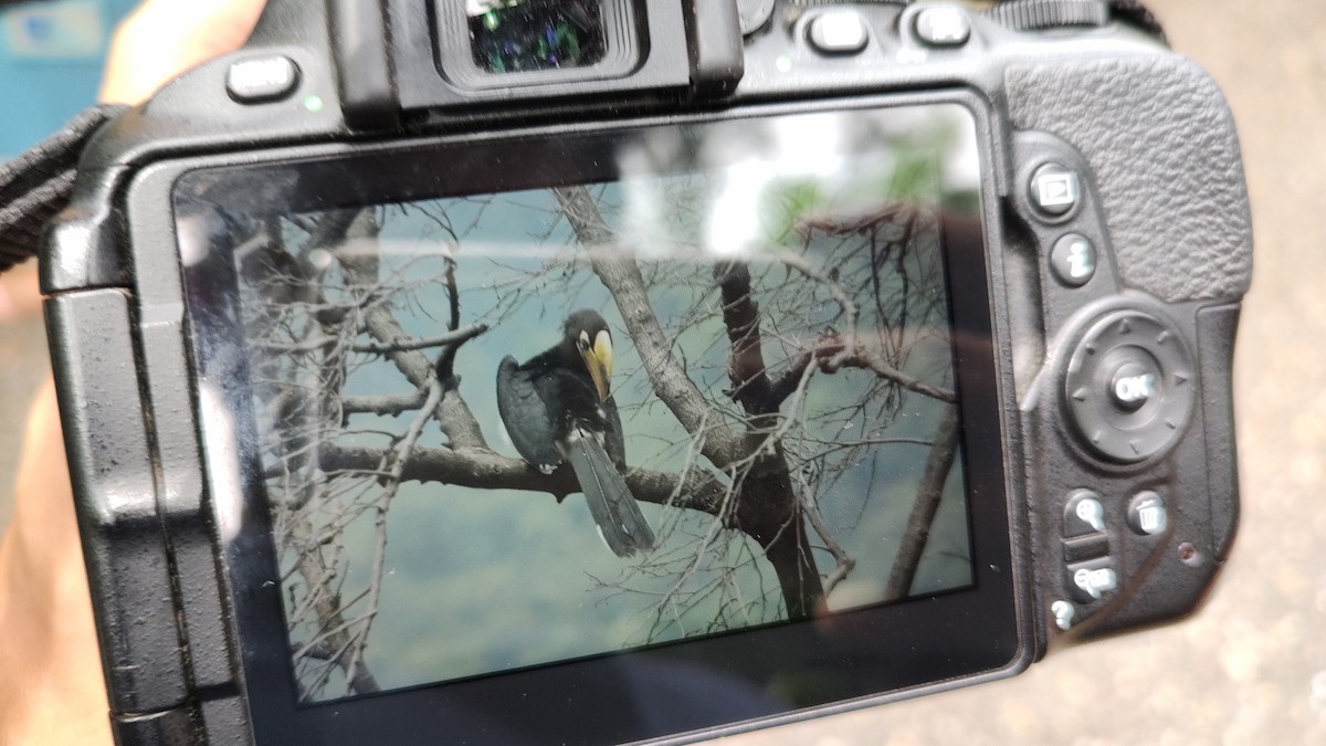 Oriental Pied-Hornbill - ML364314551