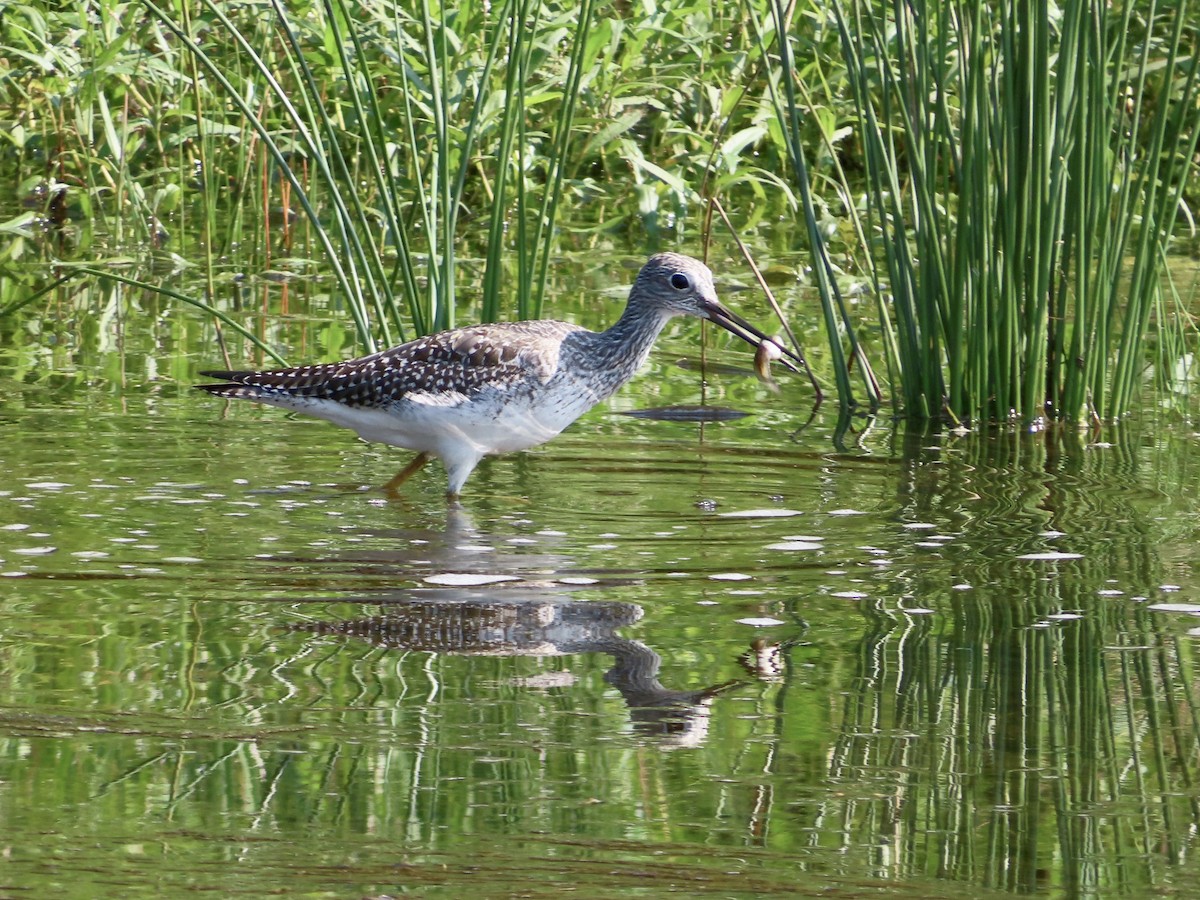 Greater Yellowlegs - ML364320141