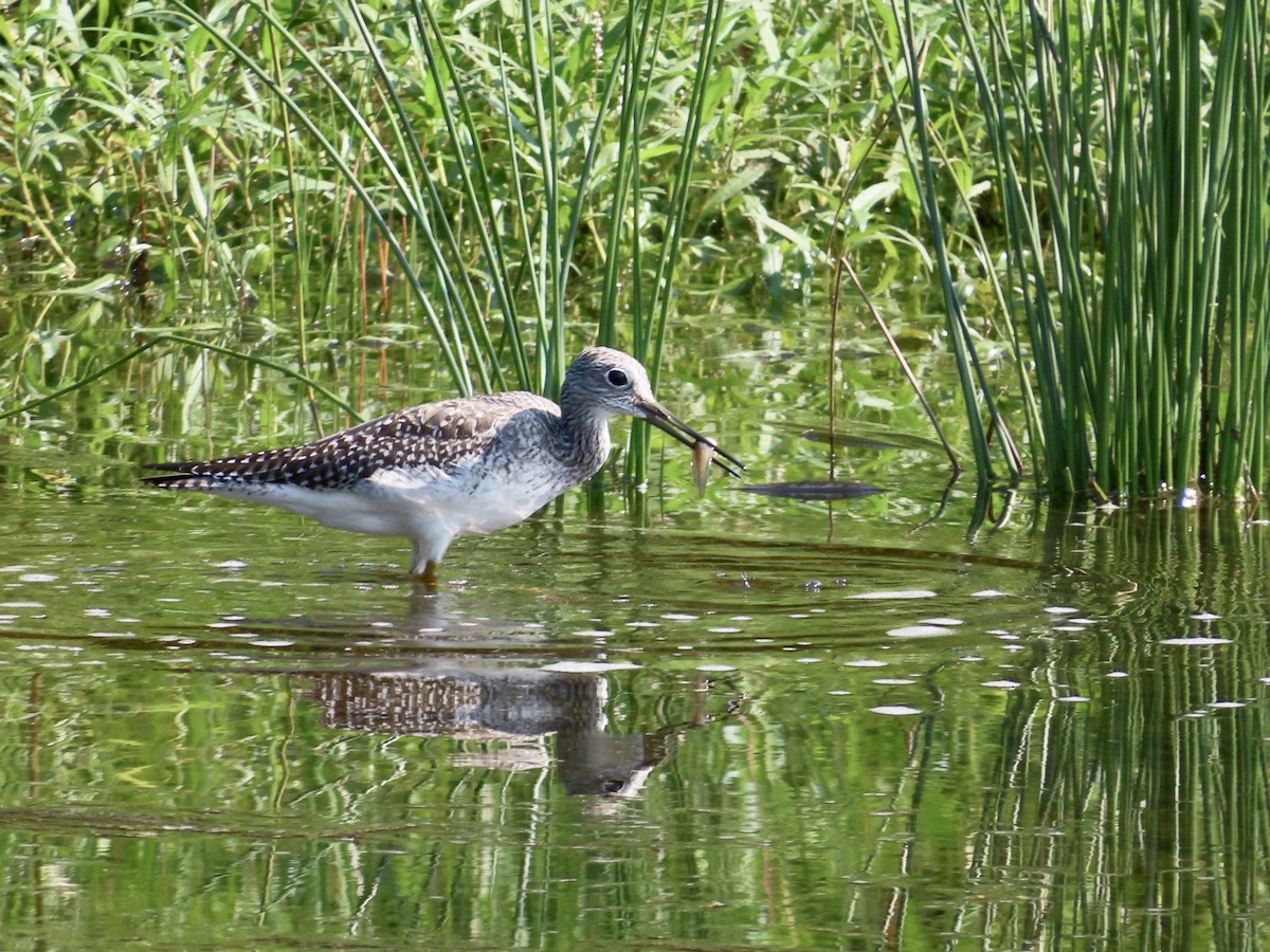 Greater Yellowlegs - ML364320151