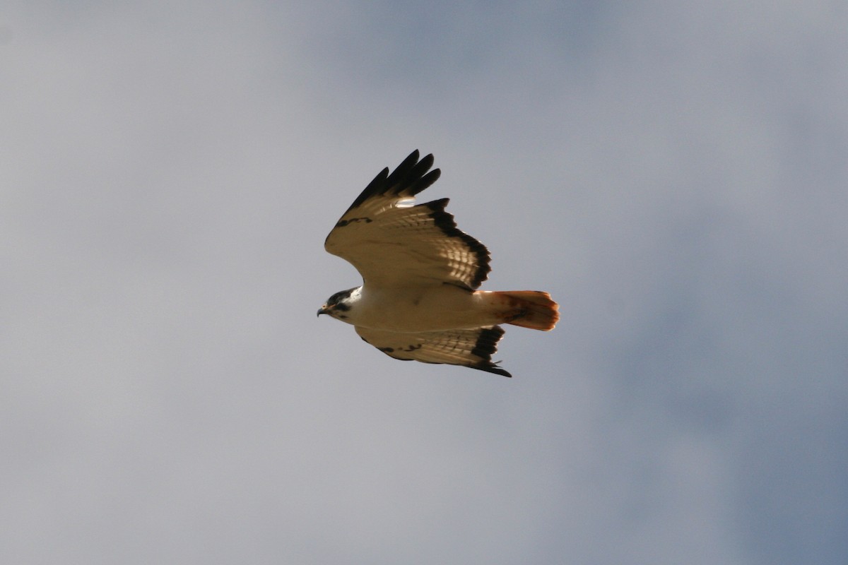 Augur Buzzard (Augur) - Rainer Seifert