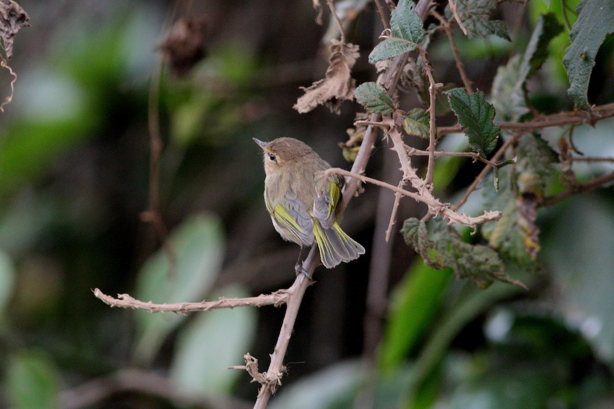 Brown Woodland-Warbler - ML364320381